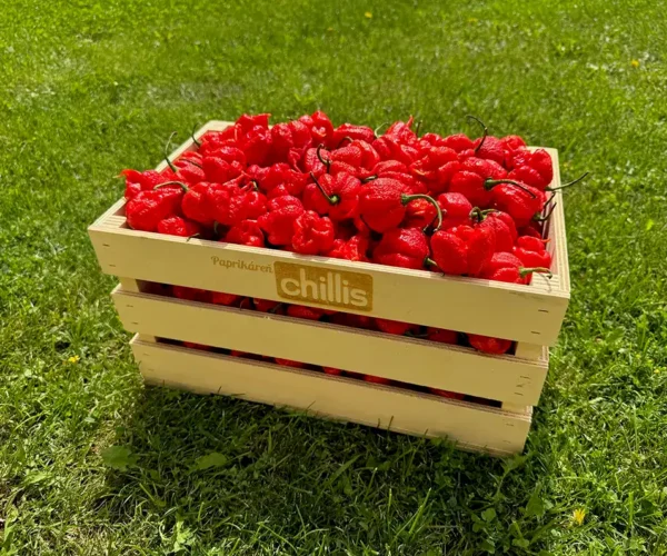 Carolina Reaper – červené extrémne pálivé chilli papričky