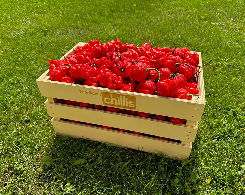 Carolina Reaper – červené extrémne pálivé chilli papričky
