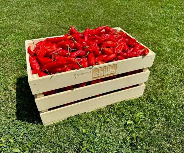 Naga Jolokia Ghost Pepper chilli papričky