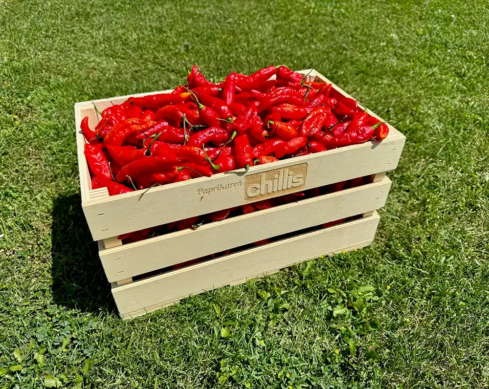 Ghost Pepper Bhut Jolokia Naga Jolokia chilli papričky