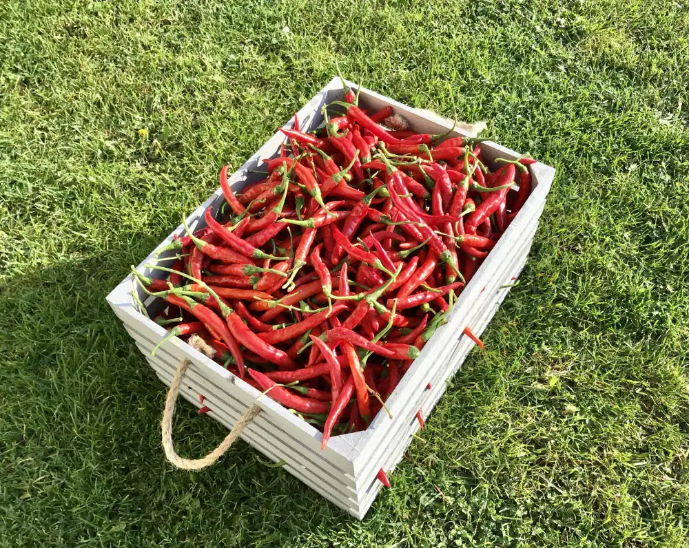 Cayenne papričky – čerstvá úroda