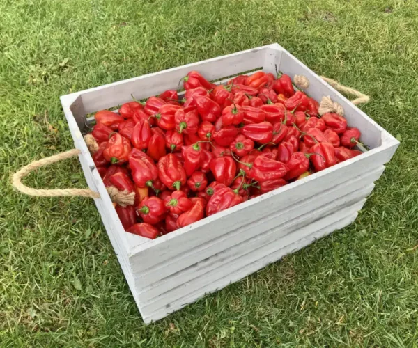 Habanero Red v debničke.