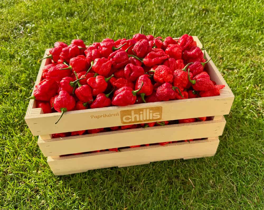 Dragon's Breath chilli papričky