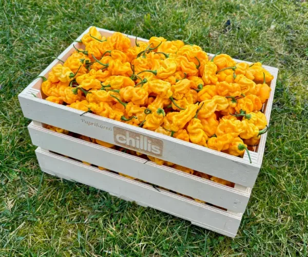 Fatali (Fatalii) – žlté pálivé chilli papričky