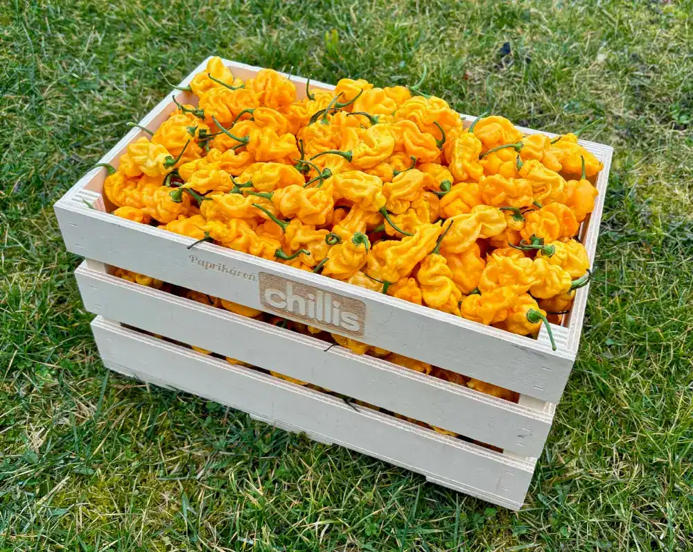 Fatali (Fatalii) – žlté pálivé chilli papričky