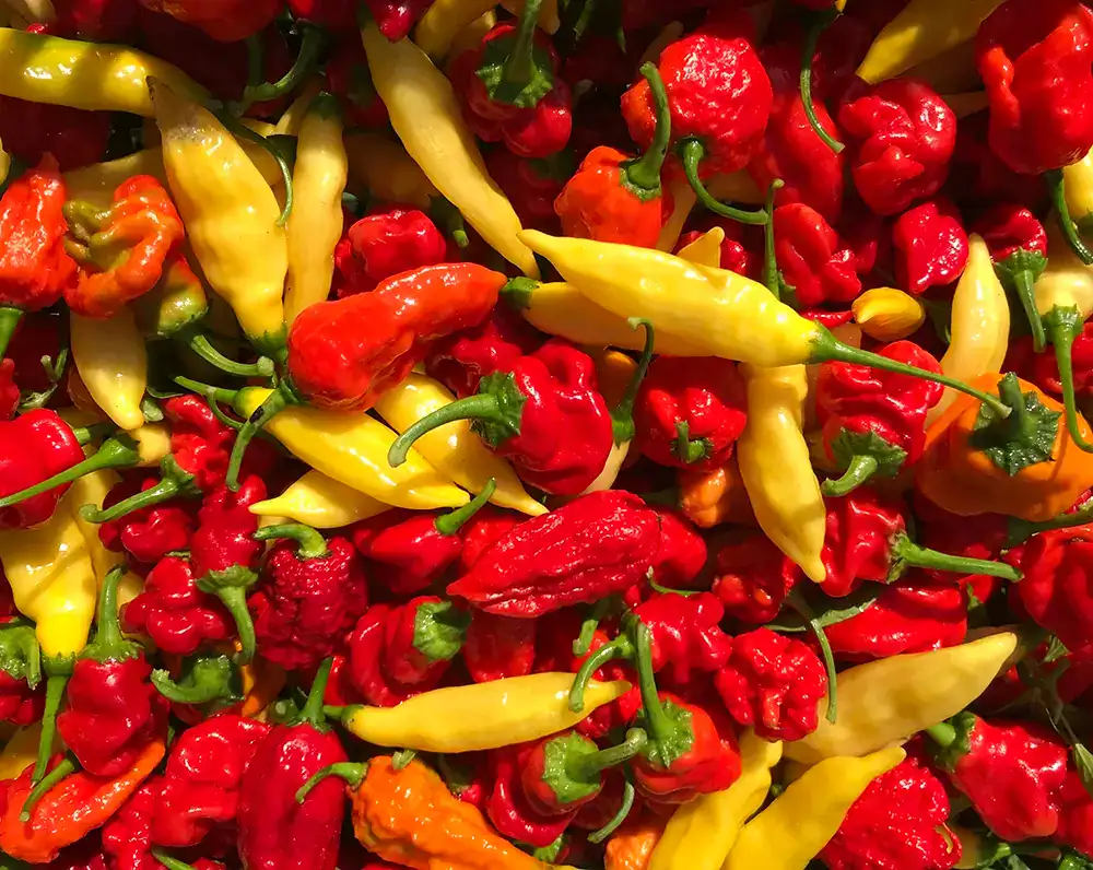 Čerstvé chilli papričky