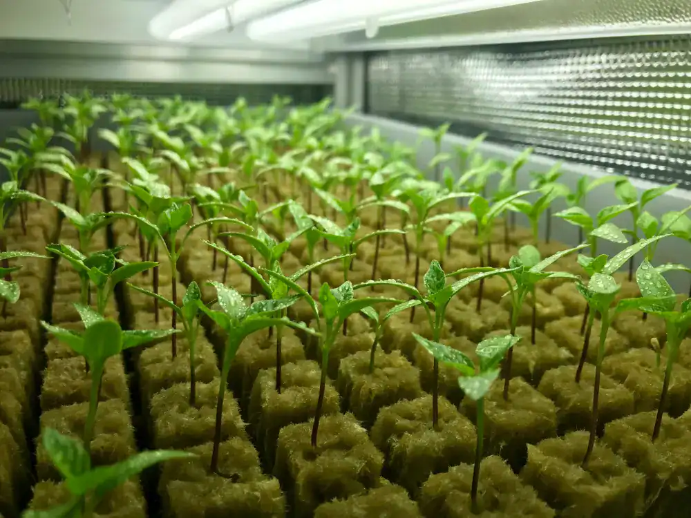 Sadenice chilli papričiek