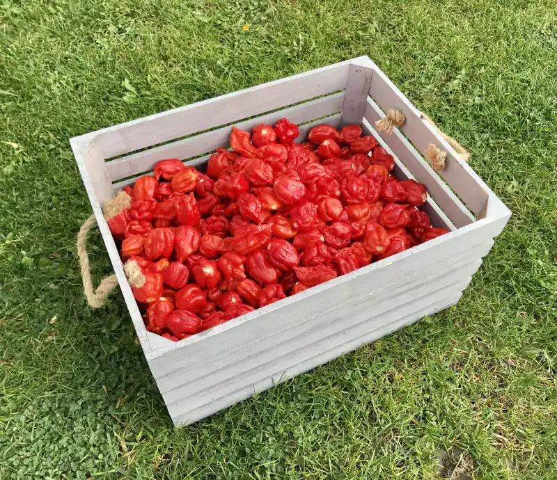 Trinidad Scorpion – extrémne pálivá chilli paprička