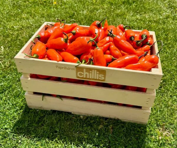 Aji Amarillo – čerstvé oranžové chilli papričky z Peru