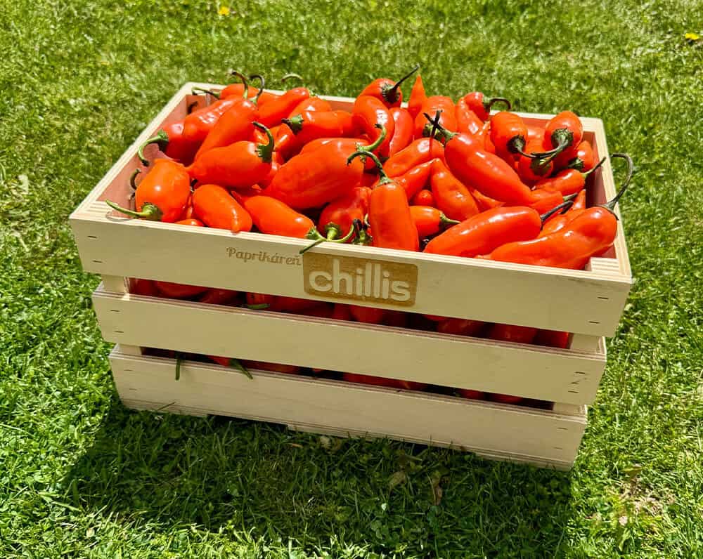 Aji Amarillo – čerstvé oranžové chilli papričky z Peru