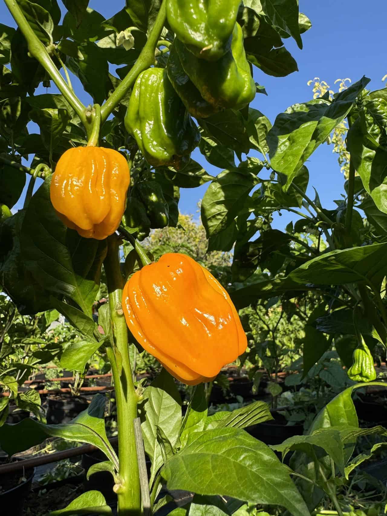 Habanero papričky dozrievajúce na rastline