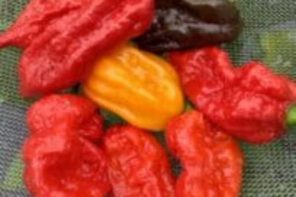 Najpálivejšie chilli papričky na svete (rebríček SHU)