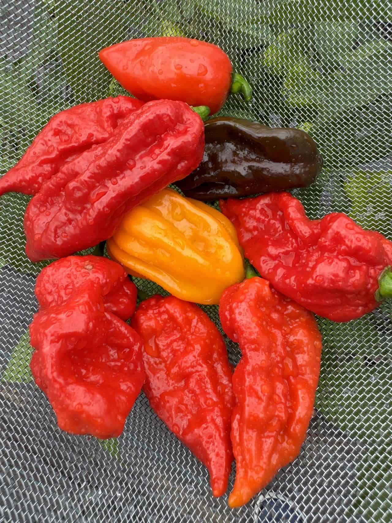 Najpálivejšie chilli papričky sveta – Carolina Reaper, Naga Jolokia, habanero