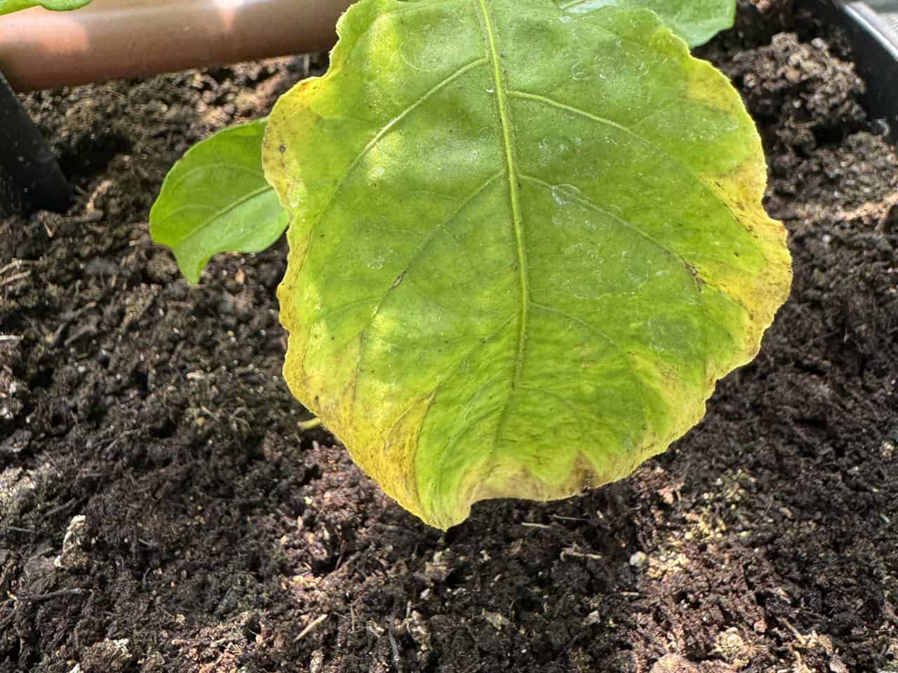 Chyby pri pestovaní chilli – žltnúci list na rastline vo fóliovníku