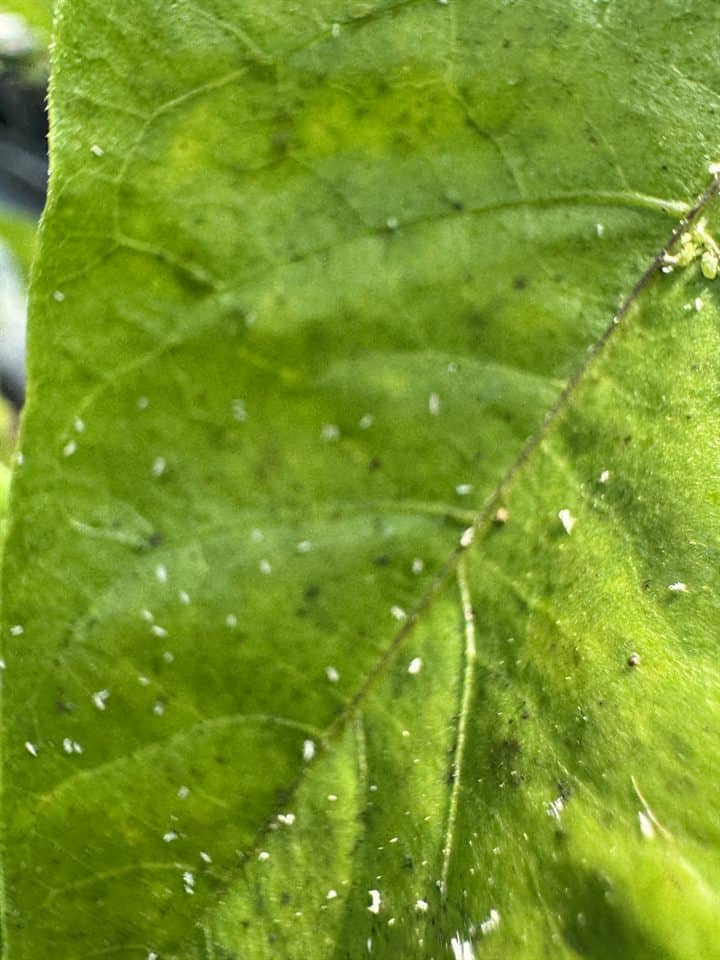 Biele bodky na liste chilli zblízka – molice a zvlečené kože vošiek