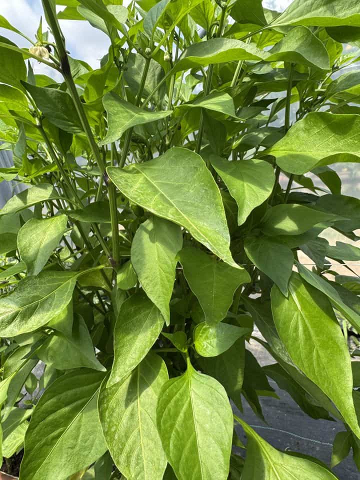 Zdravé rastliny chilli papričiek vo fóliovníku