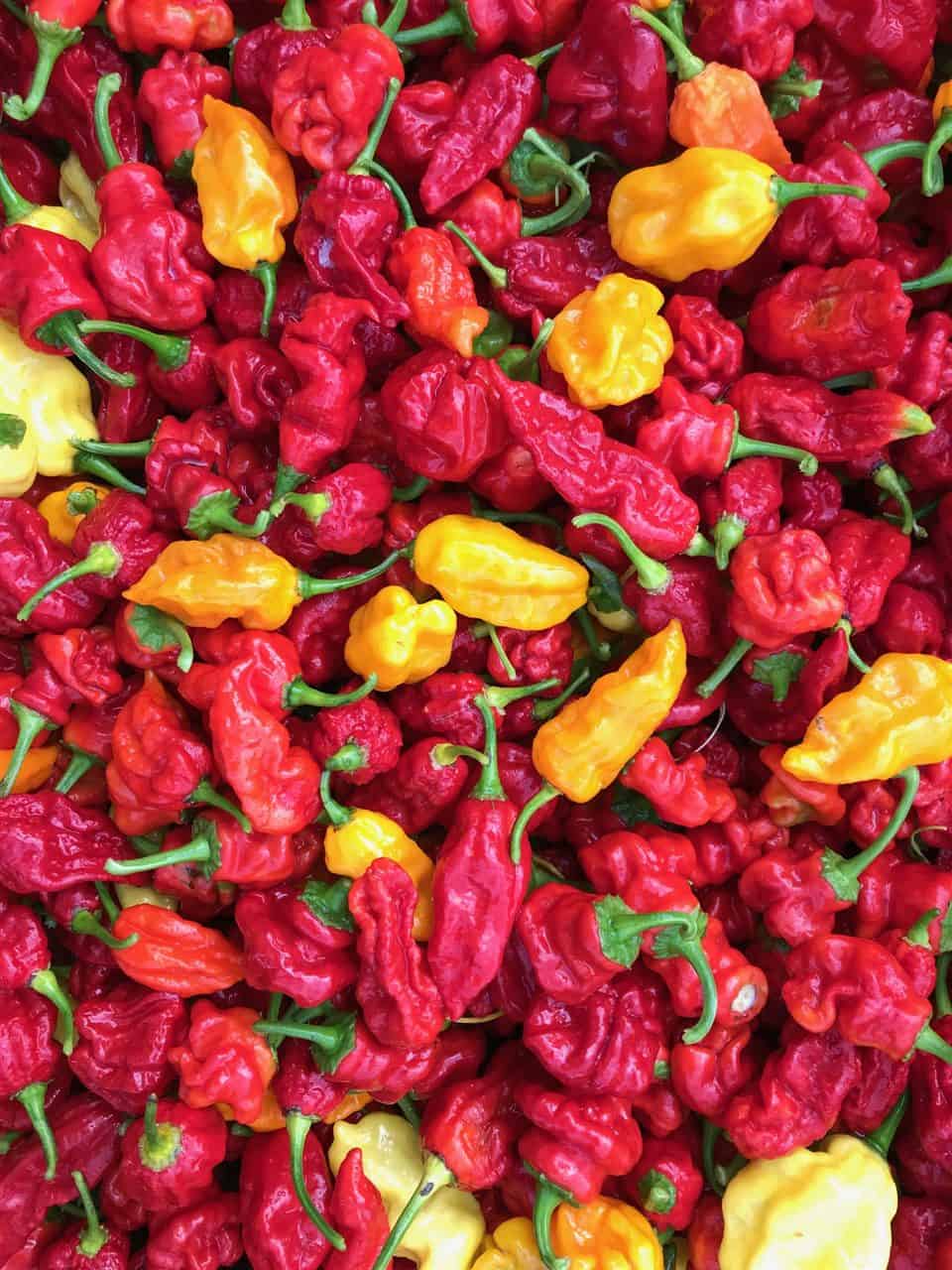 Ako sušiť chilli papričky – zrelé plody z našej úrody pred sušením