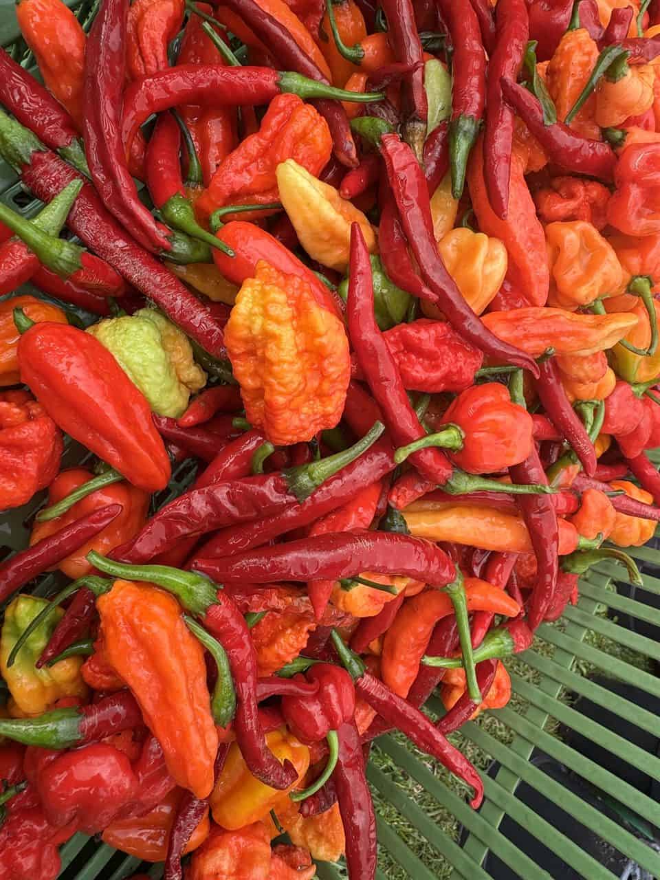 Čerstvo pozbierané a umyté chilli papričky pripravené na sušenie