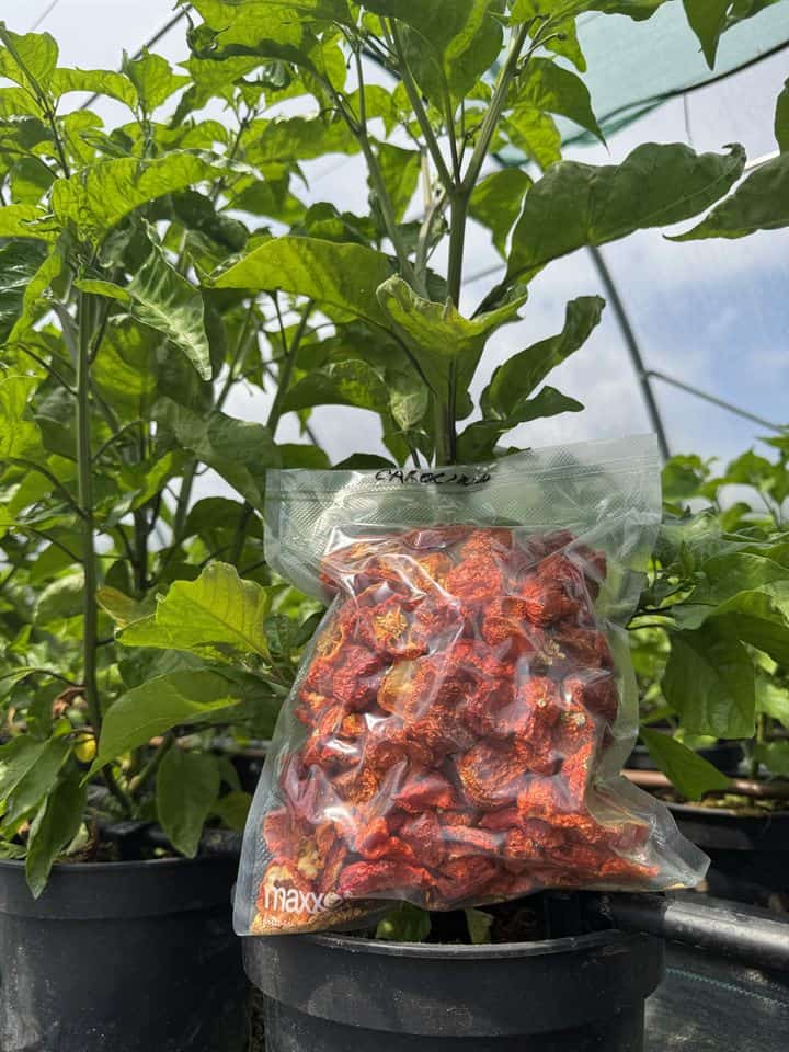 Vákuovo zabalené sušené chilli papričky z vlastnej úrody, vrecko označené odrodou