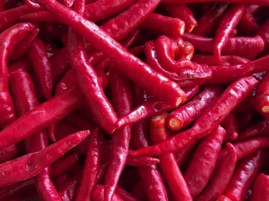 Ako vzniká tekuté chilli – čerstvé cayenne papričky pred spracovaním