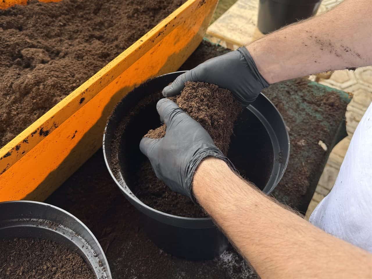 Zemina na chilli – plnenie kvetináča rašelinovým substrátom