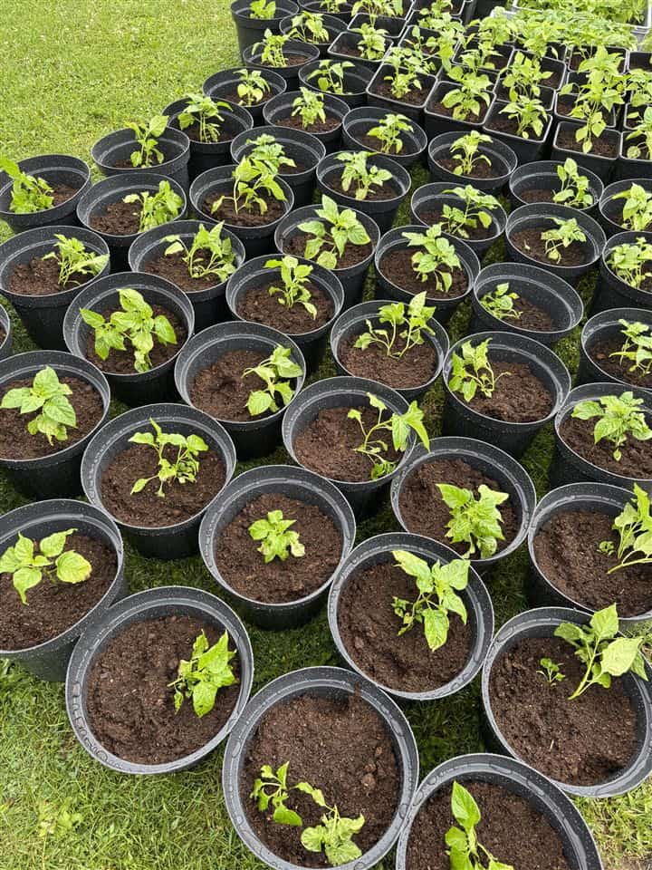 Čerstvo presadené chilli priesady v kvetináčoch s rašelinovým substrátom