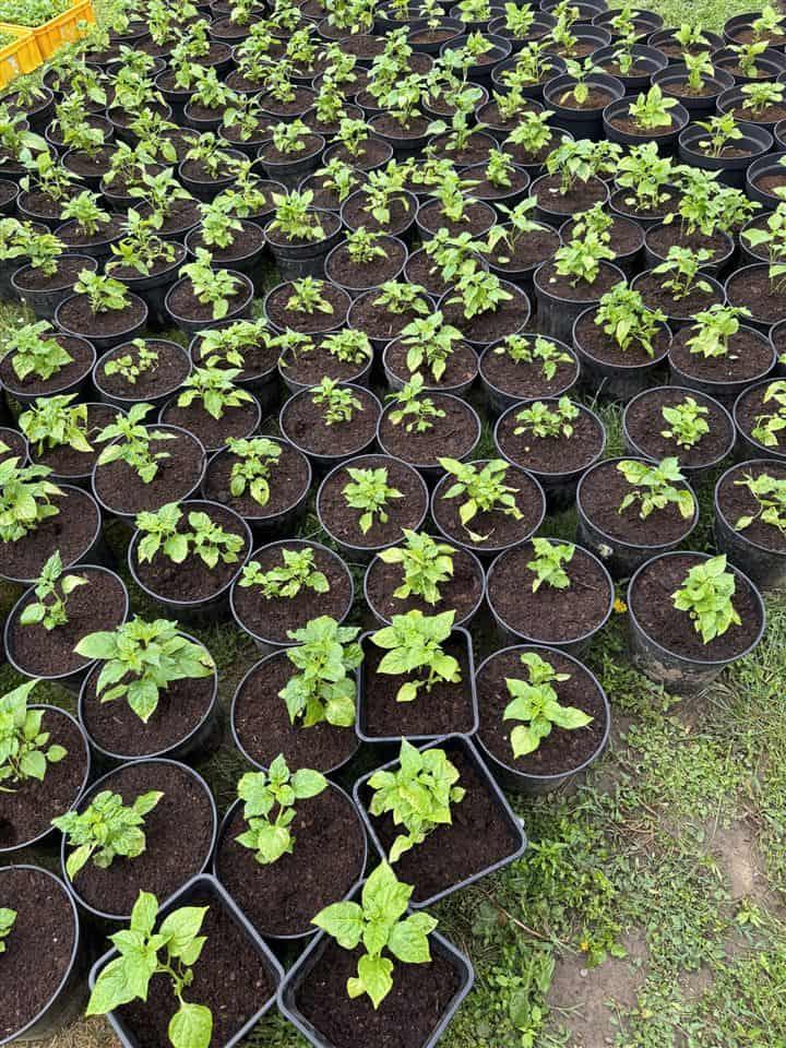 Stovky presadených chilli priesad v čiernych kvetináčoch