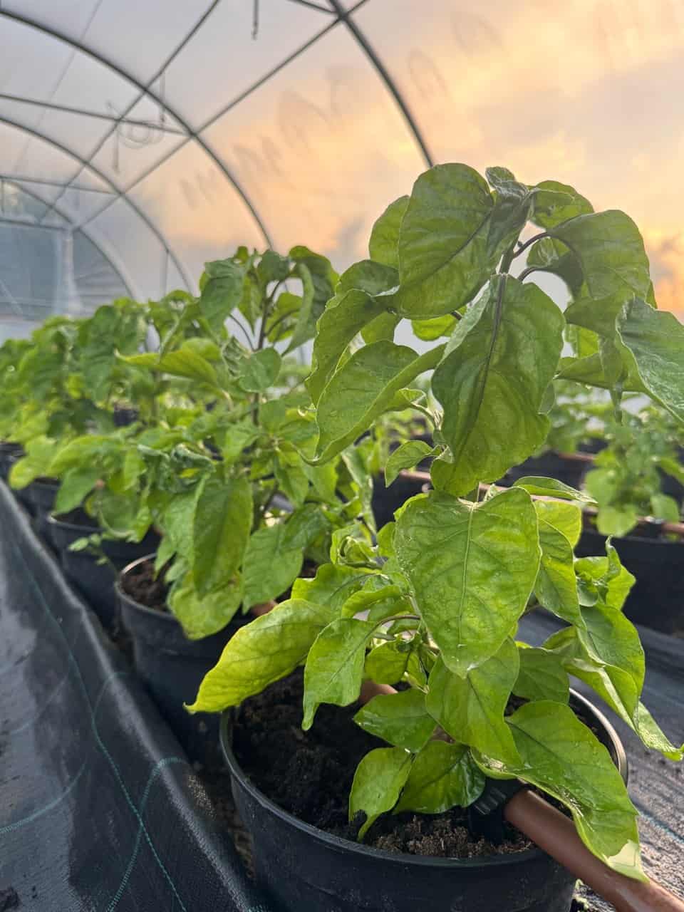 Silná zdravá chilli rastlina po zálievke droždím vo fóliovníku