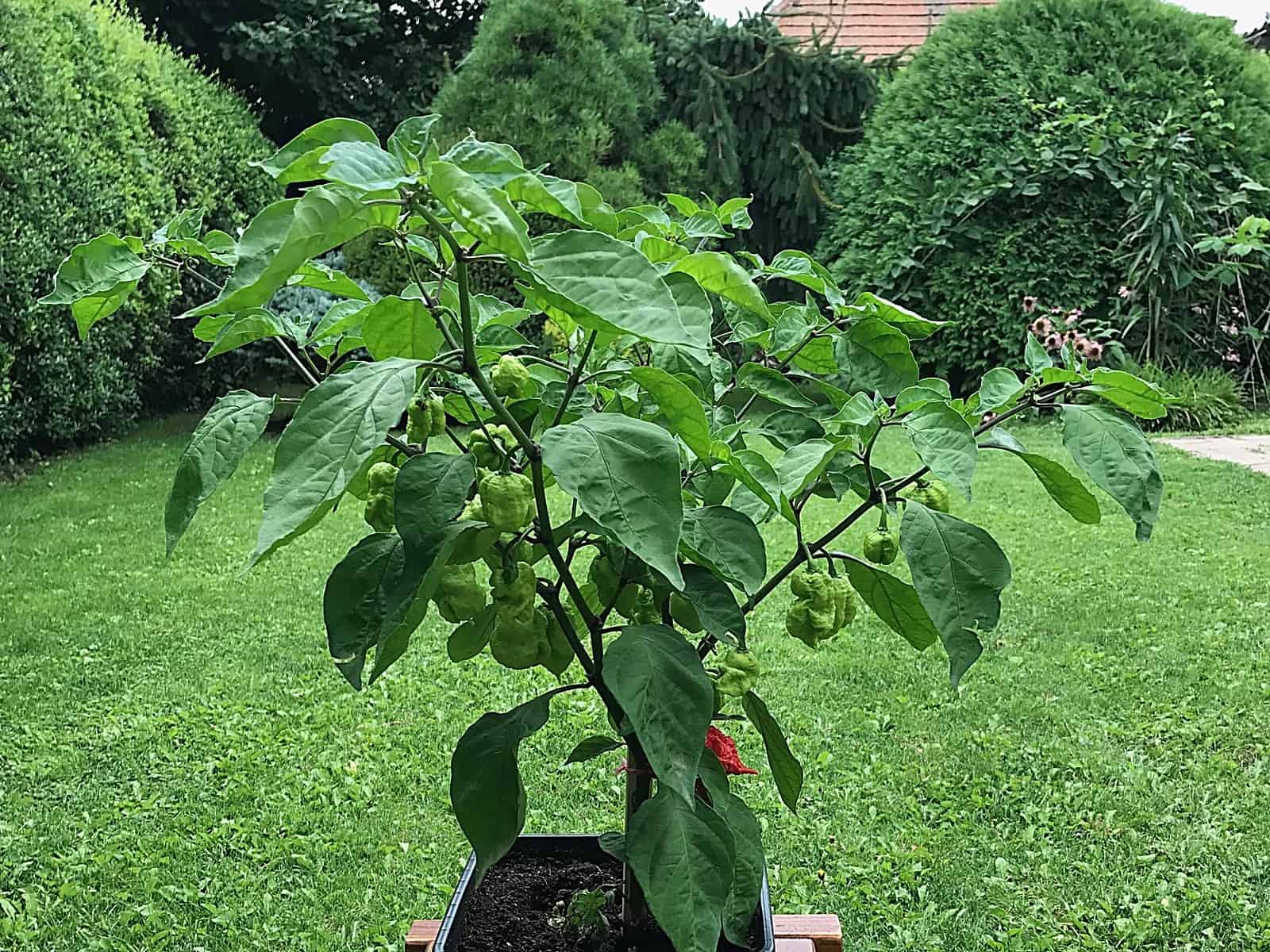 Carolina Reaper pestovanie v záhrade.