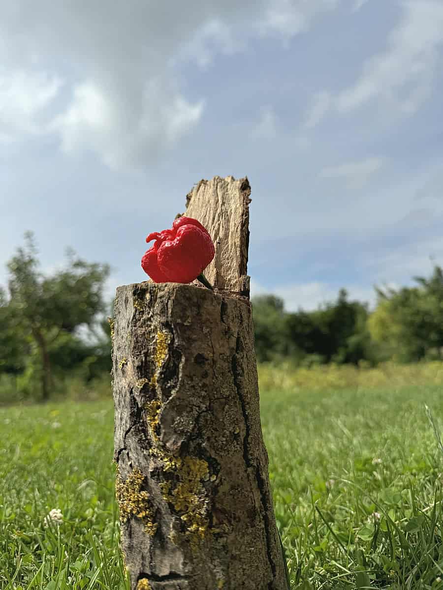 Zrelý plod Carolina Reaper
