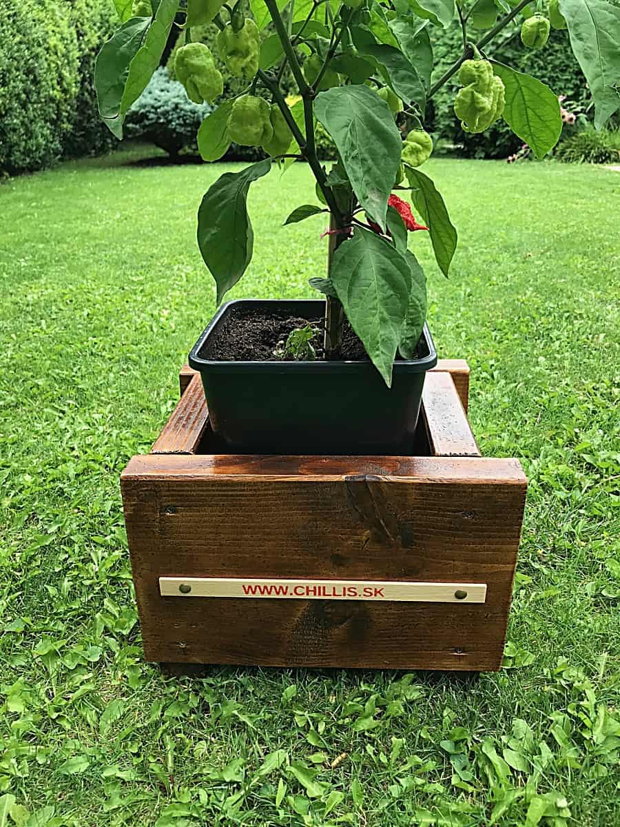 Rastlina Carolina Reaper v kvetináči