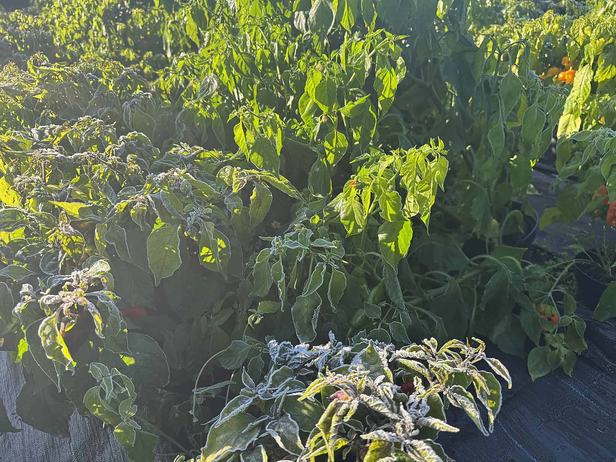 Zmrznuté chilli rastliny vedľa nepoškodených