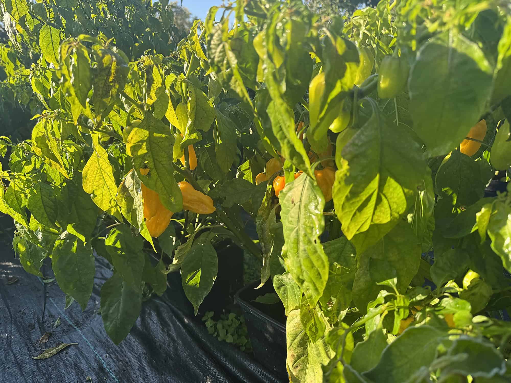 Dozreté habanero na rastline po prvom mraze
