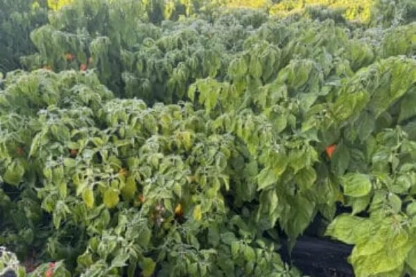 Chilli po mraze: čo sa dá zachrániť a čo už nie