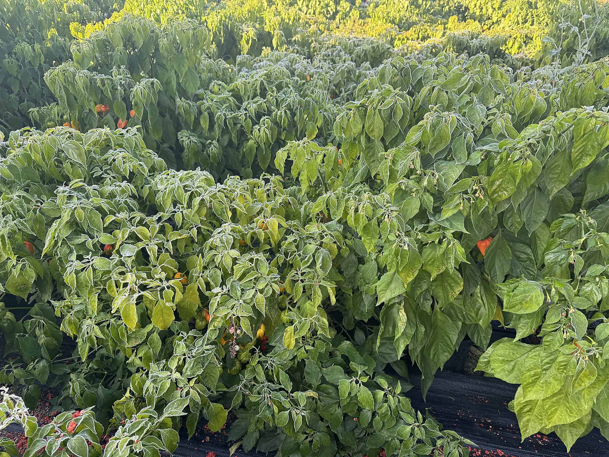 Chilli rastliny pokryté inovaťou po prvom mraze