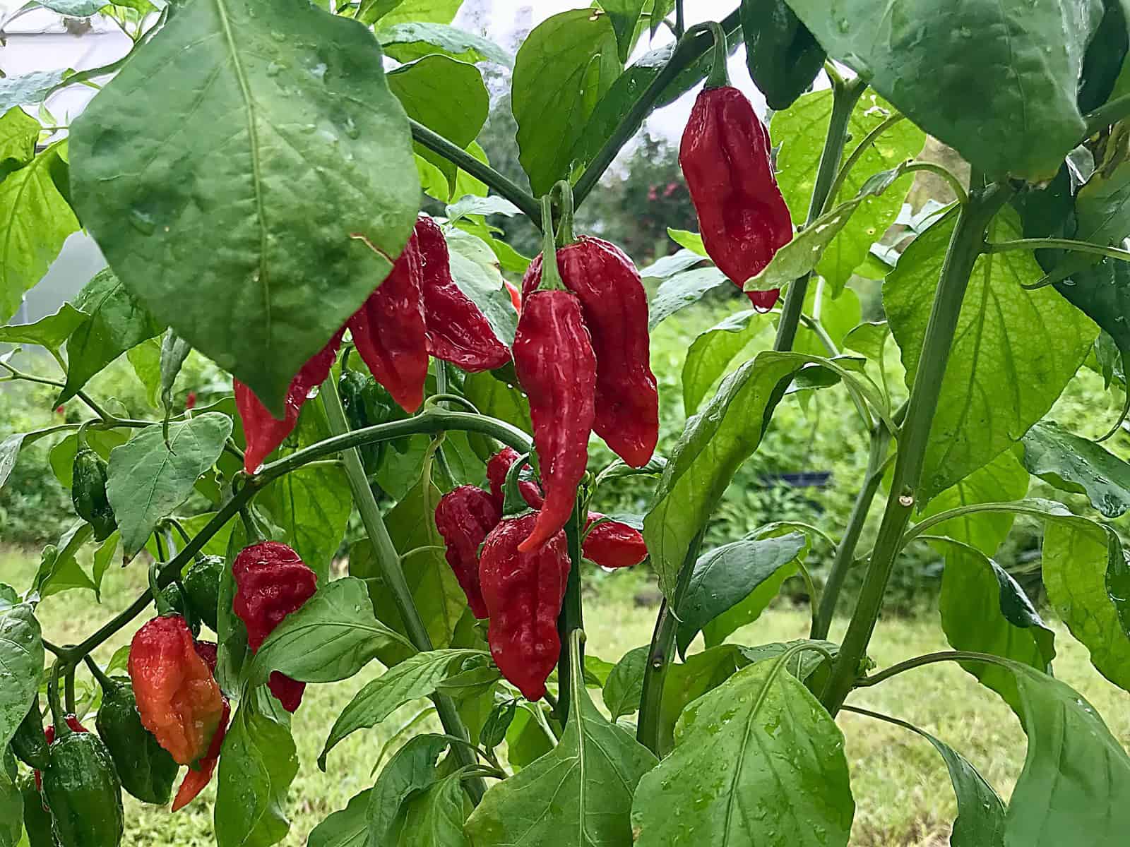 Chilli rastlina pripravená na prezimovanie