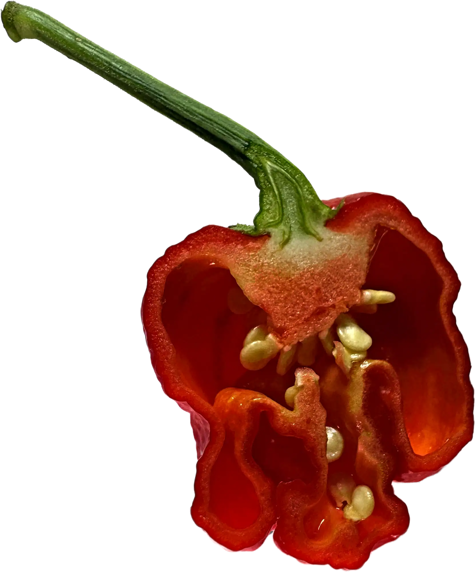 Rozrezaná chilli paprička – placenta, semienka a dužina